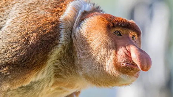 proboscis-monkey-facts-kids-animals-facts