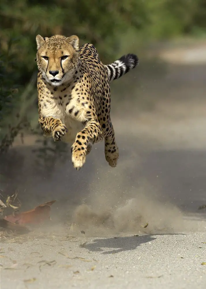 10 Fun Facts about Cheetahs • Kids Animals Facts