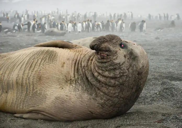 Southern Elephant Seal Facts • Kids Animals Facts